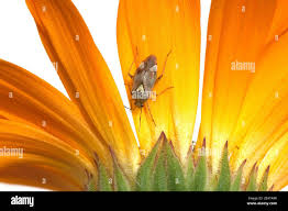Attēlu rezultāti vaicājumam “Lygus pratensis imago”