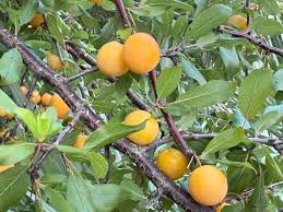 Attēlu rezultāti vaicājumam “Poa angustifolia fruit”