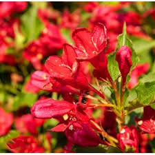 Attēlu rezultāti vaicājumam “Rhus typhina flower”