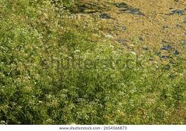 Attēlu rezultāti vaicājumam “Oenanthe aquatica”