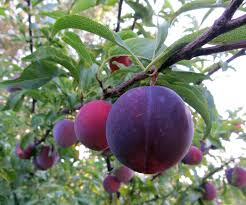 Attēlu rezultāti vaicājumam “Prunus (plum-tree) fruit”