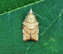 Attēlu rezultāti vaicājumam “Pandemis corylana”