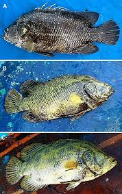 Image result for Lobotes surinamensis