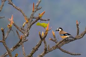 Attēlu rezultāti vaicājumam “Garrulus glandarius adult”