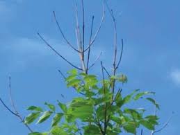 Attēlu rezultāti vaicājumam “Hymenoscyphus fraxineus”