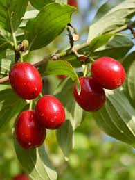 Attēlu rezultāti vaicājumam “Cornus mas”