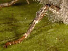 Attēlu rezultāti vaicājumam “Mamestra brassicae pupa”