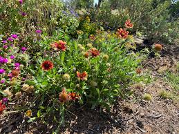 Image result for Gaillardia amblyodon