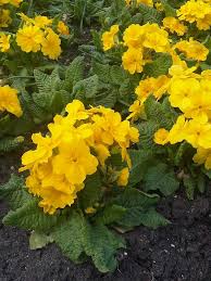 Attēlu rezultāti vaicājumam “Primula x margotae”