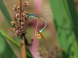 Attēlu rezultāti vaicājumam “Ischnura pumilio”