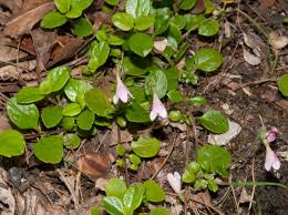 Attēlu rezultāti vaicājumam “Linnaea borealis”