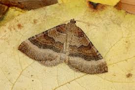 Attēlu rezultāti vaicājumam “Larentia clavaria”