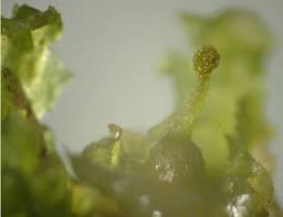 Attēlu rezultāti vaicājumam “Blasia pusilla sporophyte”