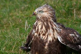 Attēlu rezultāti vaicājumam “Buteo buteo adult”