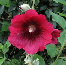 Attēlu rezultāti vaicājumam “xComagaria rosea”