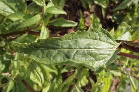 Attēlu rezultāti vaicājumam “Echinacea purpurea leaf”