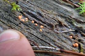 Attēlu rezultāti vaicājumam “Lycogala fuscoolearium macro”