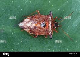 Attēlu rezultāti vaicājumam “Elasmucha ferrugata”