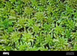 Attēlu rezultāti vaicājumam “Sphagnum angustifolium sporophyte”