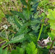 Attēlu rezultāti vaicājumam “Verbascum blattaria leaf”