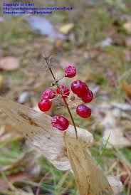 Attēlu rezultāti vaicājumam “Maianthemum bifolium leaf”