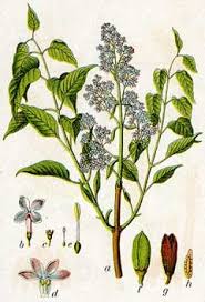 Attēlu rezultāti vaicājumam “Syringa vulgaris fruit”