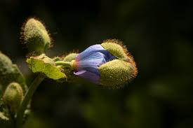 Image result for Meconopsis betonicifolia