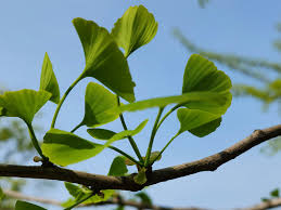 Attēlu rezultāti vaicājumam “Ginkgo biloba female flower”