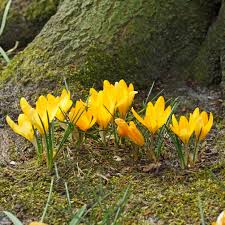 Attēlu rezultāti vaicājumam “Crocus”