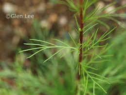 Attēlu rezultāti vaicājumam “Artemisia campestris bud”