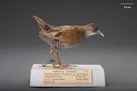 Image result for Porzana pusilla