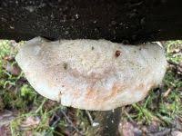 Attēlu rezultāti vaicājumam “Postia stiptica”