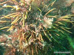 Attēlu rezultāti vaicājumam “Furcellaria lumbricalis”