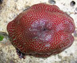 ผลการค้นหารูปภาพสำหรับ strawberry anemone