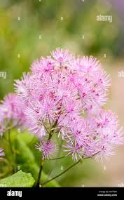 Attēlu rezultāti vaicājumam “Thalictrum aquilegifolium bud”