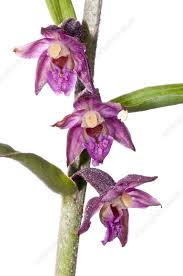 Attēlu rezultāti vaicājumam “Epipactis atrorubens flower”