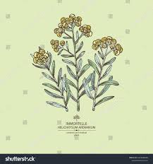 Attēlu rezultāti vaicājumam “Helichrysum arenarium leaf”