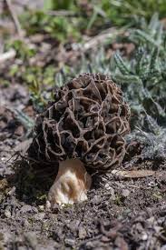 Attēlu rezultāti vaicājumam “Morchella esculenta”