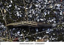 Attēlu rezultāti vaicājumam “Limax cinereoniger”