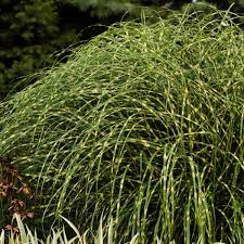Image result for Miscanthus sinensis Zebrina