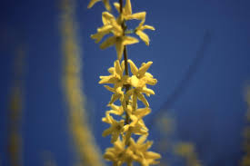 Attēlu rezultāti vaicājumam “Forsythia intermedia flower”