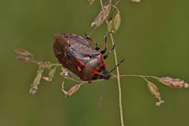 Attēlu rezultāti vaicājumam “Jalla dumosa”