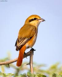 Image result for Lanius isabellinus