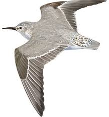 Attēlu rezultāti vaicājumam “Calidris canutus”