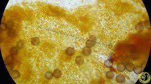 Attēlu rezultāti vaicājumam “Physarum oblatum macro”