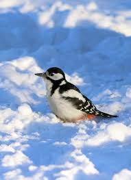 Attēlu rezultāti vaicājumam “Dendrocopos major female”