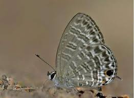 Attēlu rezultāti vaicājumam “Badhamia dubia sessile”