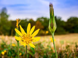 Attēlu rezultāti vaicājumam “Tragopogon pratensis subsp. pratensis flower”