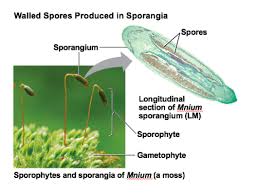 Attēlu rezultāti vaicājumam “Lignydium muscorum spores”