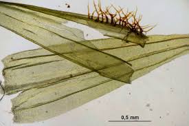 Attēlu rezultāti vaicājumam “Tomentypnum nitens”